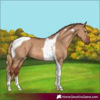 Horse Color:Red Dun Tobiano Rabicano 