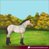 Horse Color:Buckskin Roan 