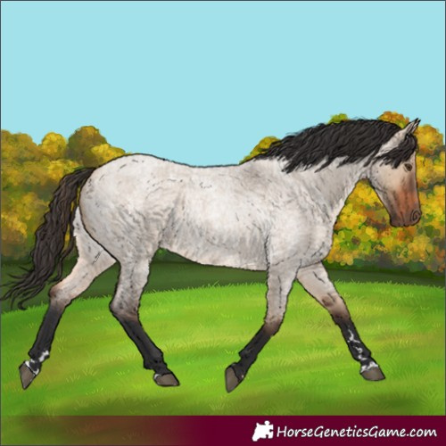 Horse Color:Bay Roan Dun