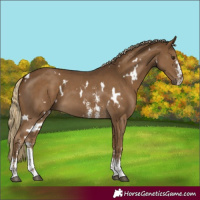 Horse Color:White Spotted Chocolate Palomino Sabino 
