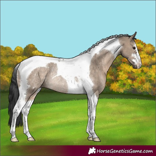 Horse Color:Brown Dun Tobiano Rabicano