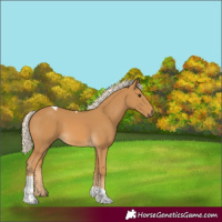 Horse Color:Palomino Tobiano
