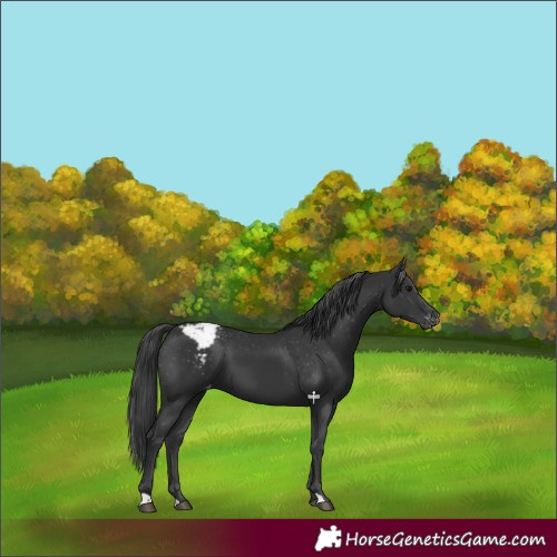 Horse Color:Black Varnish 