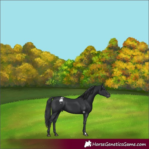 Horse Color:Black Varnish 