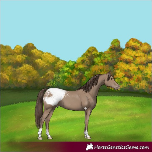 Horse Color:Classic Champagne Snowcap 