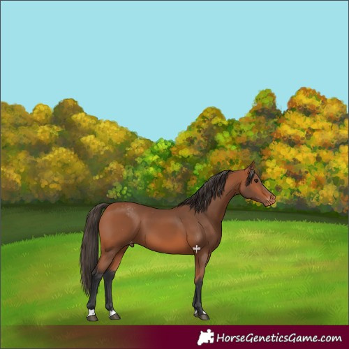 Horse Color:Bay Varnish 