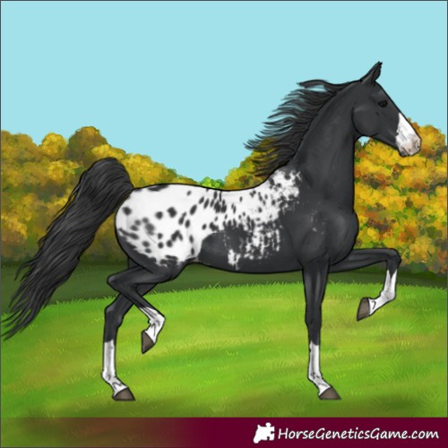 Horse Color:Unknown 