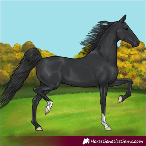 Horse Color:Black 