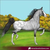Horse Color:Blue Roan Splash Blanket