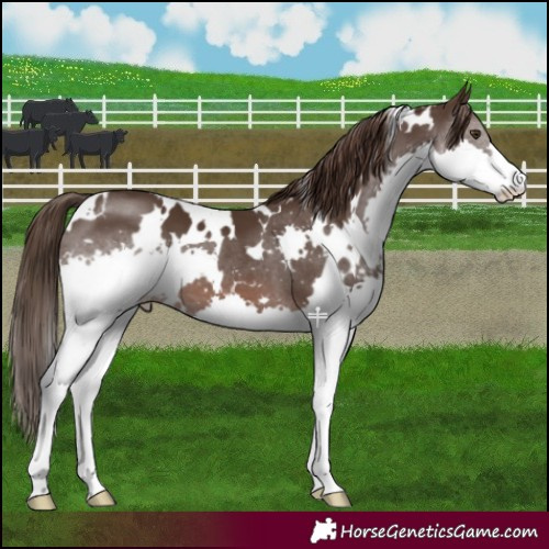 Horse Color:White Spotted Liver Chestnut Splash
