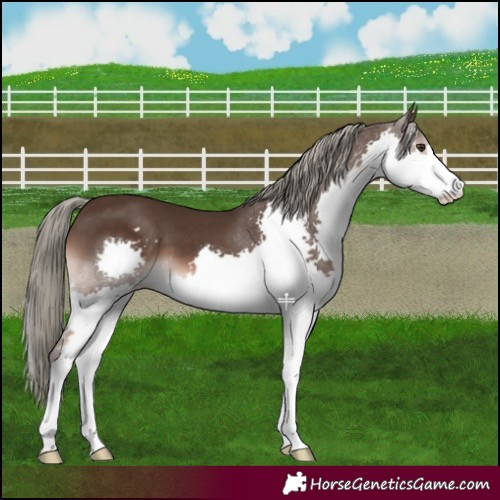 Horse Color:Liver Chestnut Mushroom Splash