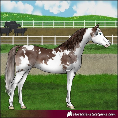 Horse Color:White Spotted Liver Chestnut Splash 