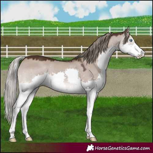 Horse Color:Liver Red Dun Mushroom Splash