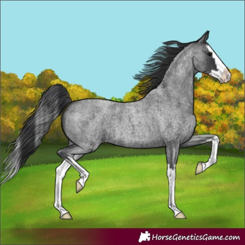 Horse Color:Unknown 