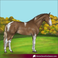 Horse Color:Chocolate Palomino Sabino Tobiano Rabicano 
