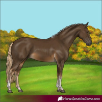 Horse Color:Chocolate Palomino Tobiano Rabicano 