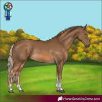 Horse Color:Chocolate Palomino Tobiano Rabicano