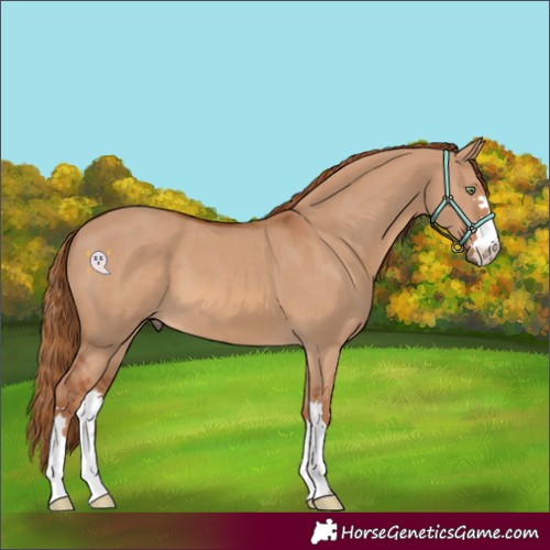 Horse Color:Red Dun