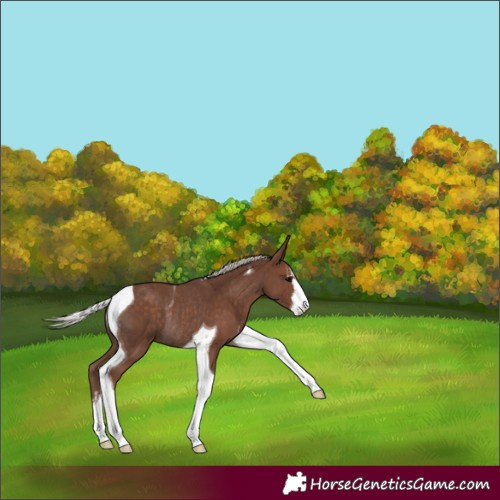 Horse Color:White Spotted Silver Black Tobiano Rabicano 