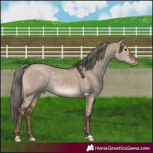 Horse Color:Liver Red Dun Mushroom Appaloosa