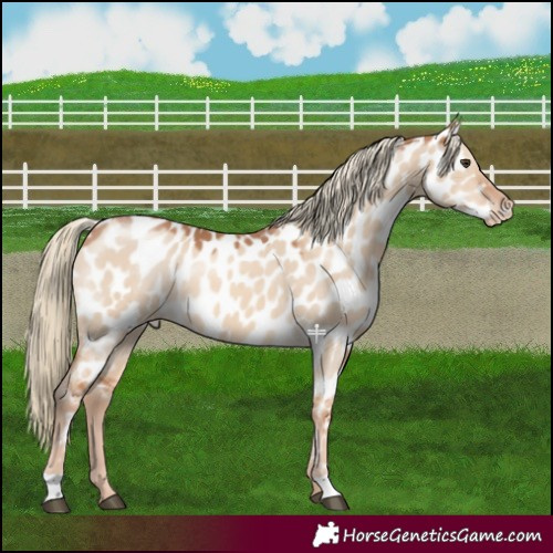 Horse Color:Red Dun Mushroom Appaloosa