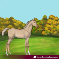 Horse Color:Chocolate Palomino Dun Rabicano