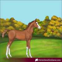 Horse Color:Chestnut Sabino Splash 