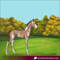 Horse Color:Red Dun Sabino