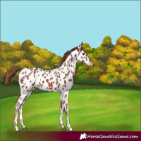 Horse Color:Chestnut Near Leopard