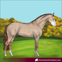 Horse Color:Red Dun Sabino 