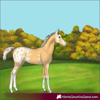Horse Color:Palomino Sabino Blanket