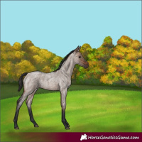 Horse Color:Brown Roan Dun 