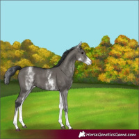 Horse Color:White Spotted Grullo