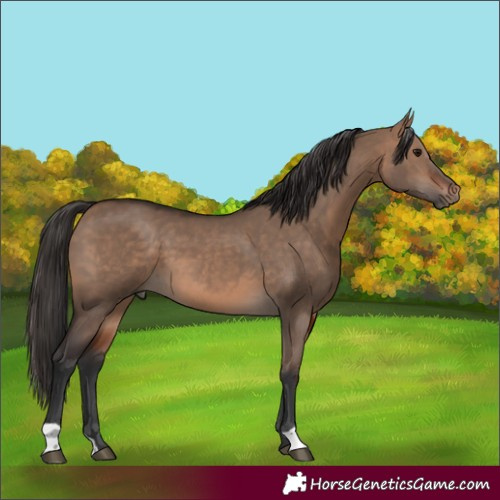 Horse Color:Bay Dun