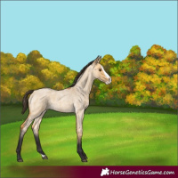 Horse Color:Buckskin Roan Dun Splash