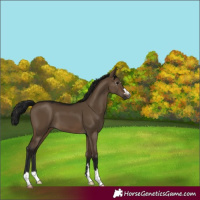 Horse Color:Gray Brown Dun 