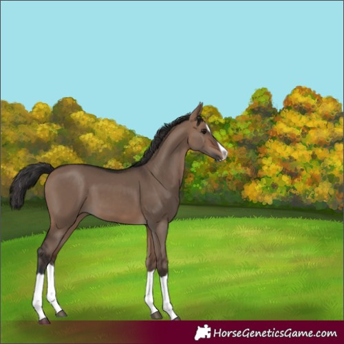 Horse Color:Brown Dun Splash 