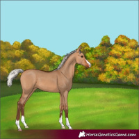 Horse Color:Silver Bay Dun