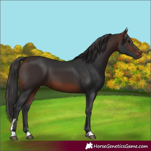 Horse Color:Brown