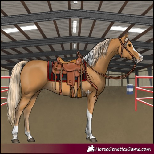 Horse Color:Palomino Splash Tobiano