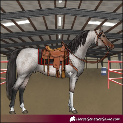 Horse Color:Brown Roan Dun Tobiano Rabicano 