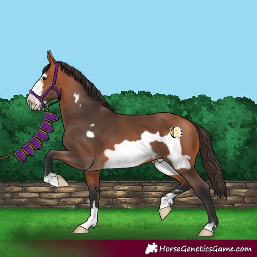 Horse Color:Bay Frame