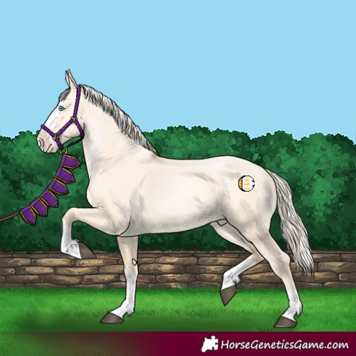 Horse Color:Palomino Dun Splash Rabicano 