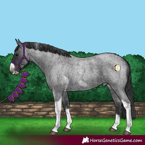 Horse Color:Blue Roan Tobiano Frame Rabicano 