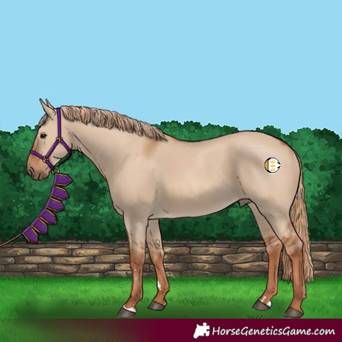 Horse Color:Red Dun Rabicano 