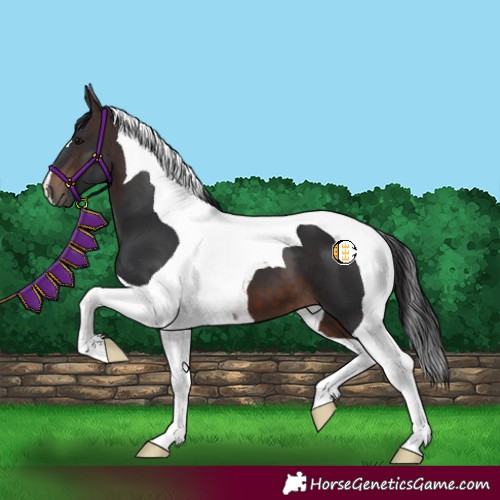 Horse Color:Brown Tobiano 