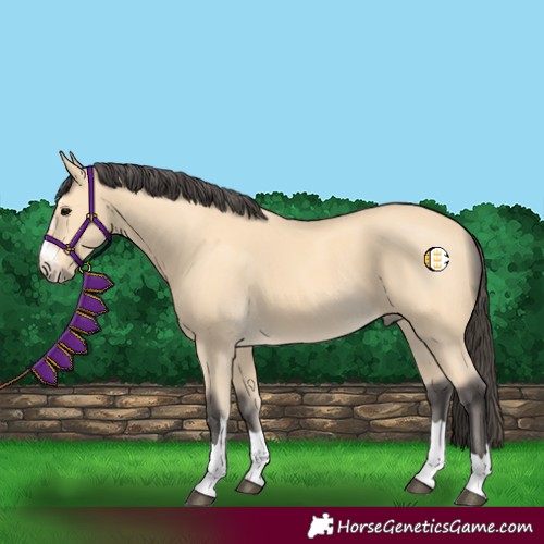 Horse Color:Buckskin