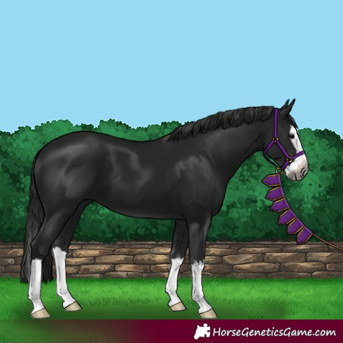 Horse Color:Gray Smoky Black Splash 