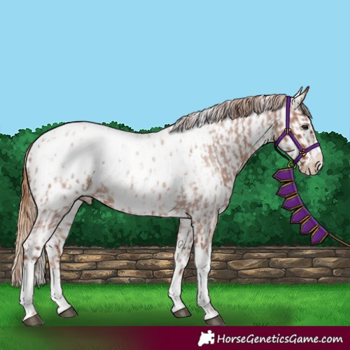 Horse Color:Red Roan Tobiano Frame Appaloosa and Red Roan Frame Appaloosa
