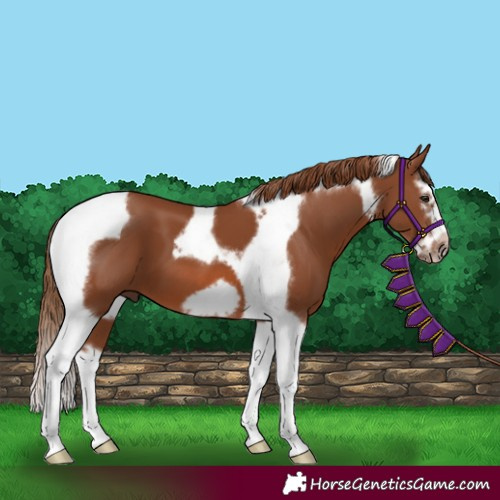 Horse Color:Unknown 